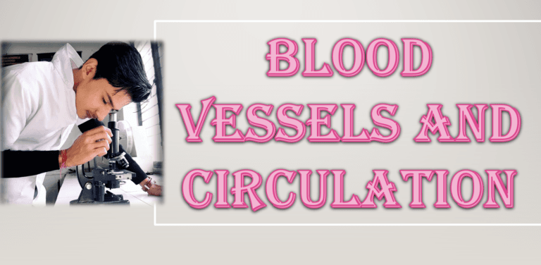 Blood Vessels and Circulation