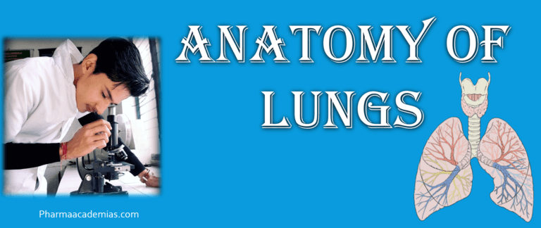 Anatomy of lungs
