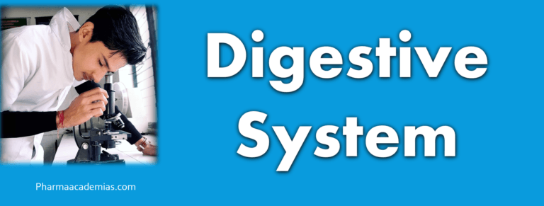 Digestive system