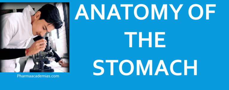 Anatomy of the stomach