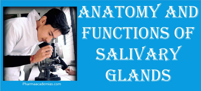 Anatomy and functions of salivary glands