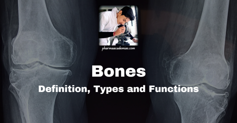 Bone: Definition, Types and Functions