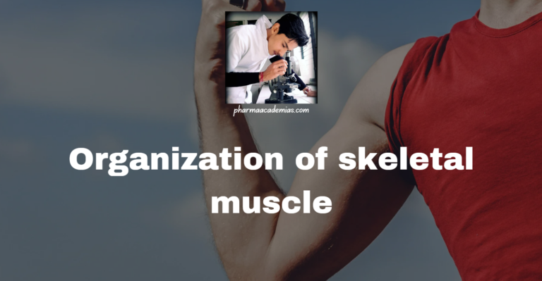Organization of Skeletal Muscle