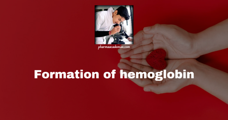 Formation of hemoglobin