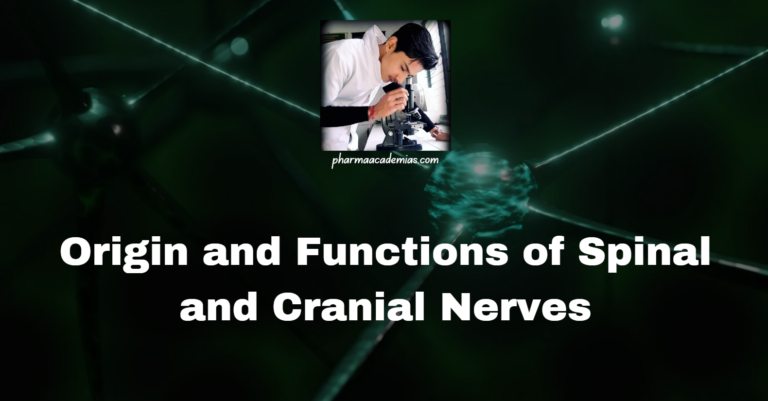 Spinal and Cranial Nerves: Origin and Functions