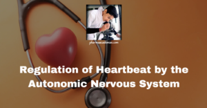 Read more about the article Regulation of Heartbeat by the Autonomic Nervous System