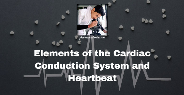 Elements of the Cardiac Conduction System and Heartbeat