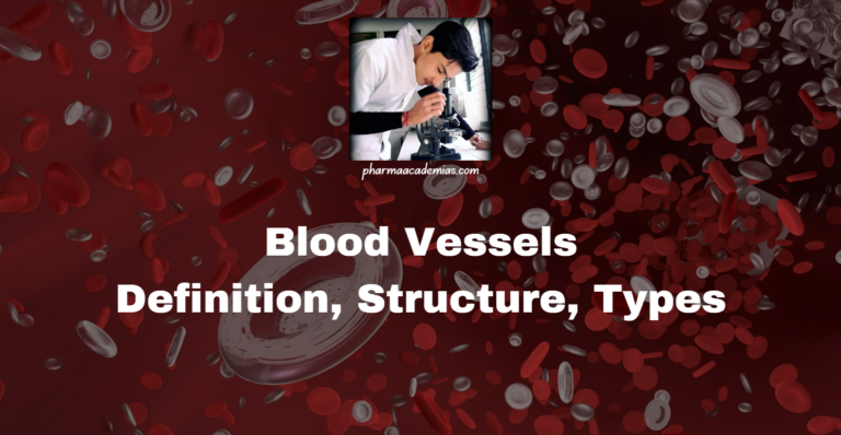 Blood Vessels: Definition, Types, Structure and Functions