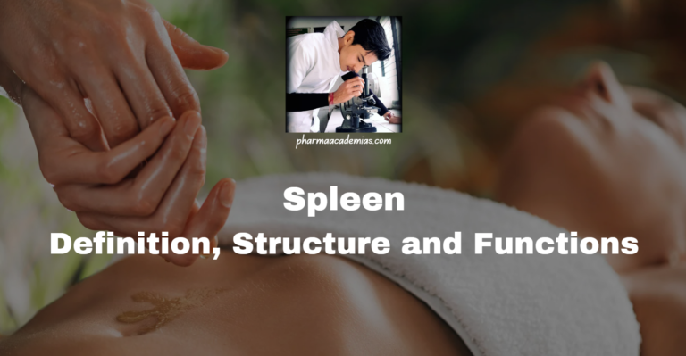 Spleen: Anatomy, Physiology, and Clinical Significance