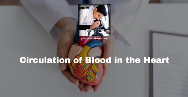 Circulation of Blood in the Heart