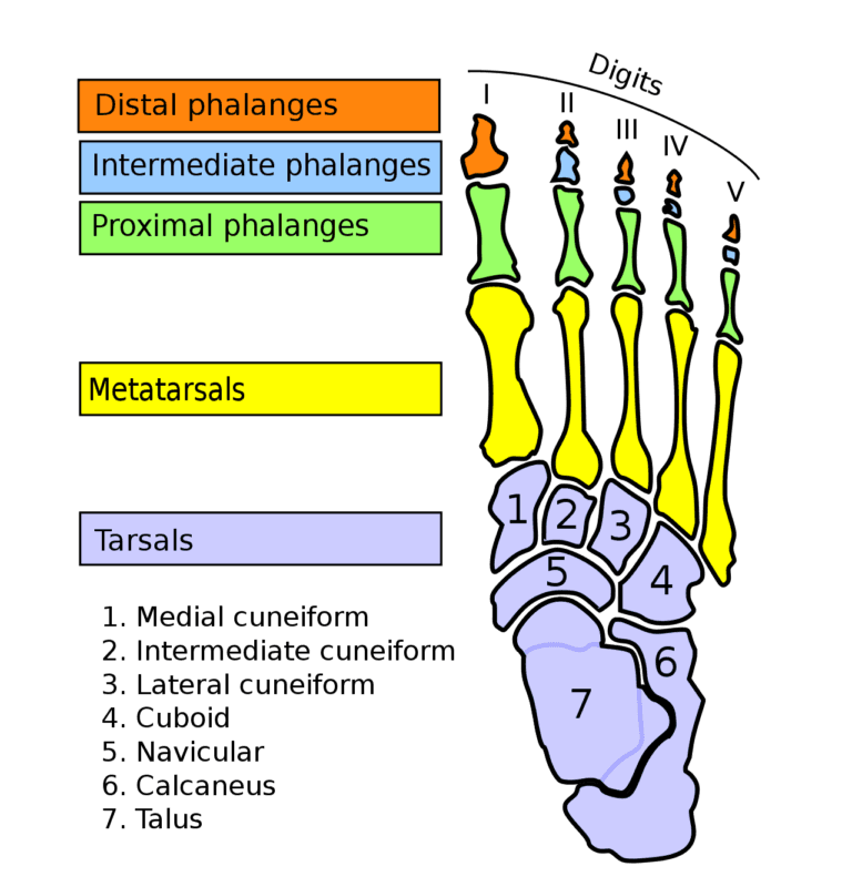 Osseous system: Definition, Types and Functions