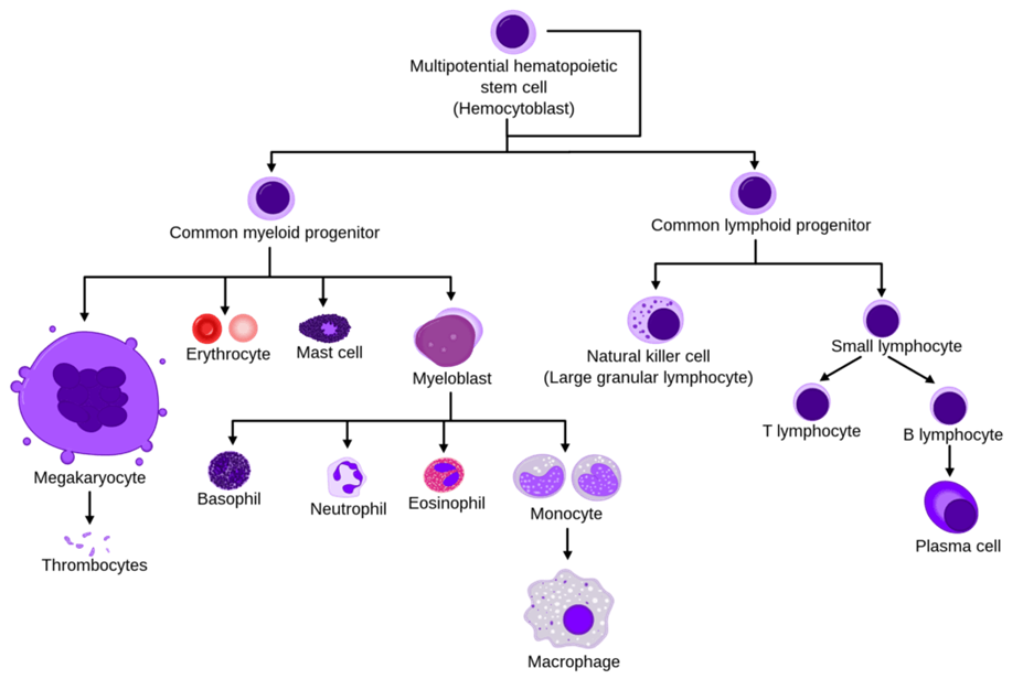image 149 Hemopoiesis: Definition, Types, Process and Regulation