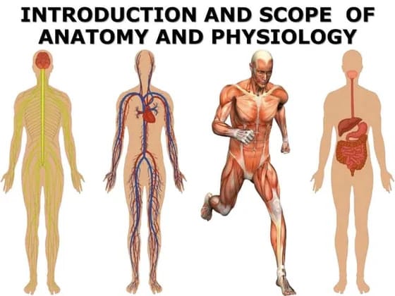 Anatomy and Physiology