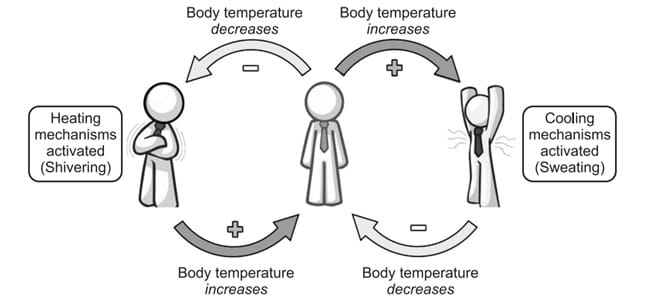 Homeostasis