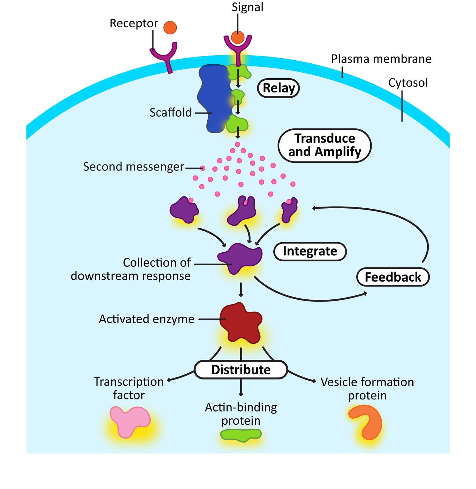 General principles of cell signaling