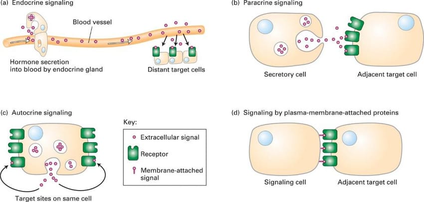 Forms of intracellular signaling