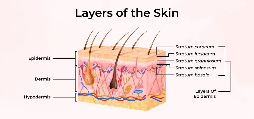 Integumentary system