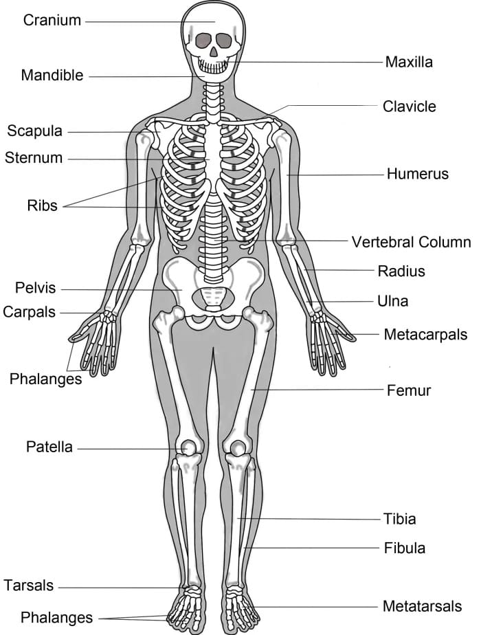 Skeletal system