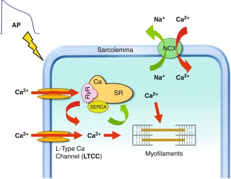 Physiology of Muscle Contraction