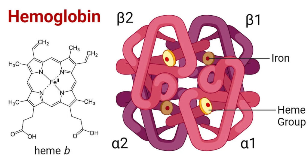 Formation of Hemoglobin