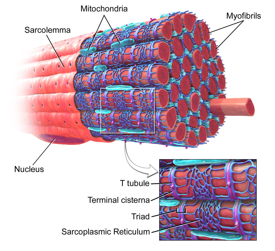Physiology of Muscle Contraction