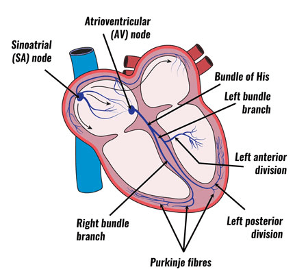 Elements of the Cardiac Conduction System