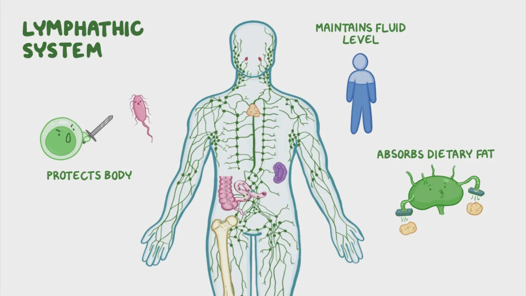 Lymphatic System