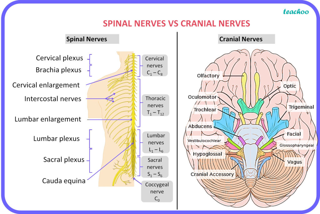 Spinal and Cranial Nerves