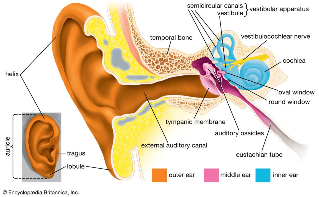 Structure and Functions of the Ear