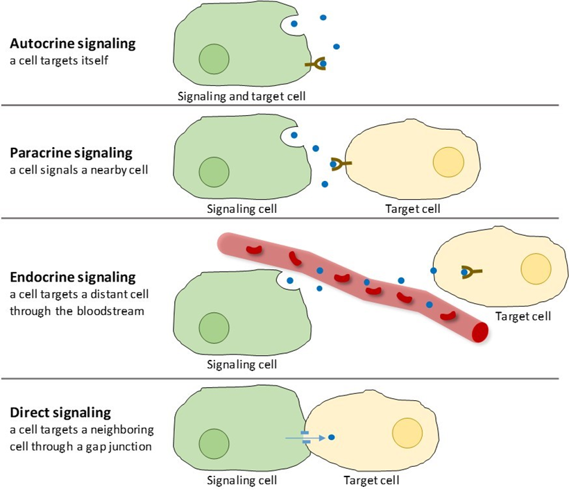 Forms of intracellular signaling a) Contactdependent; b) Paracrine; c