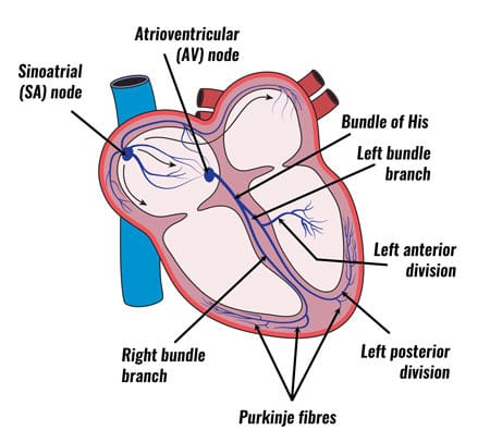 Cardiac Conduction System