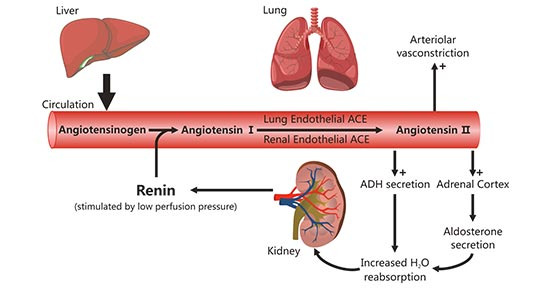 Regulation of Blood Pressure
