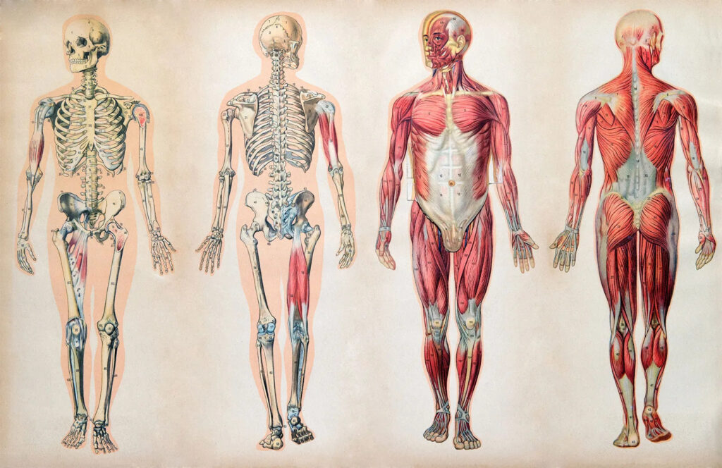 Anatomy and Physiology