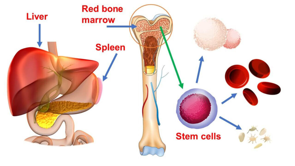 Process of Hemopoiesis