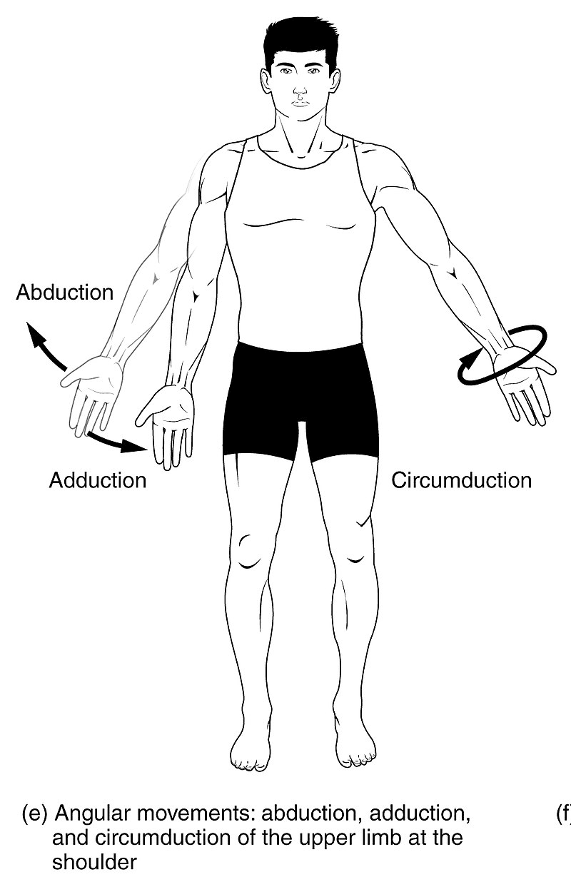 Types of joint movements and their articulation