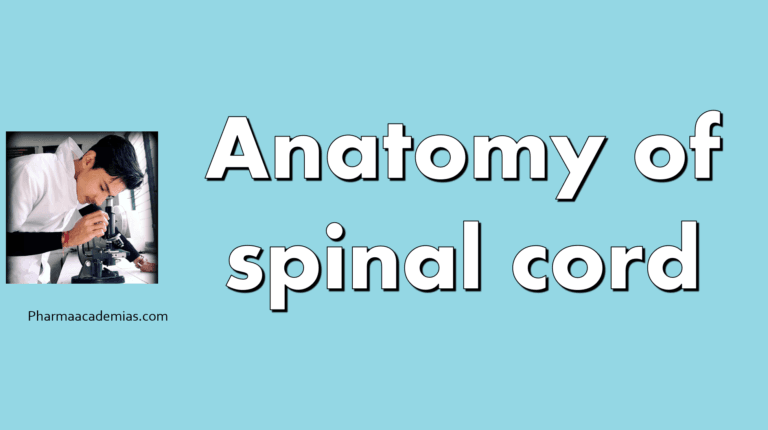 Spinal cord: Anatomy and Functions