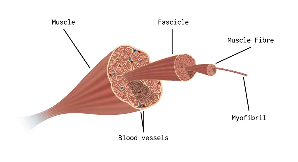 image 71 Histology of Skeletal Muscles