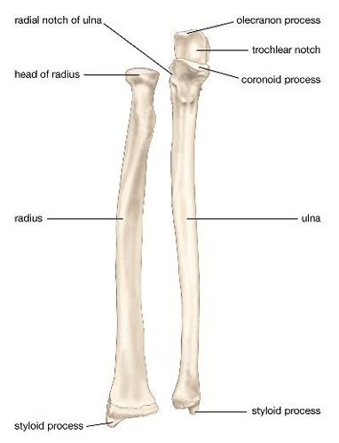 image 71 Identification of Appendicular bones