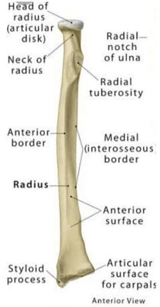 image 72 Identification of Appendicular bones