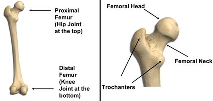 image 73 Identification of Appendicular bones