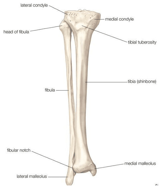 image 74 Identification of Appendicular bones
