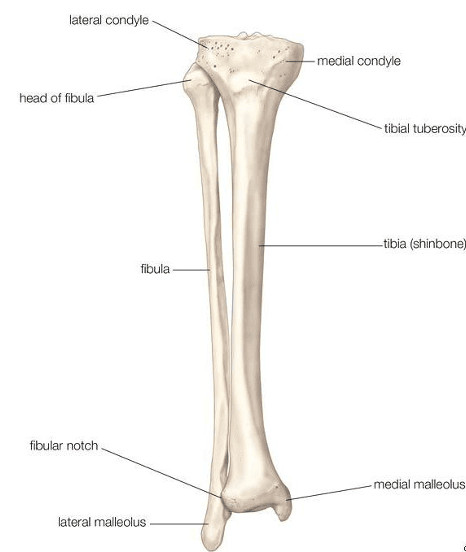 image 75 Identification of Appendicular bones