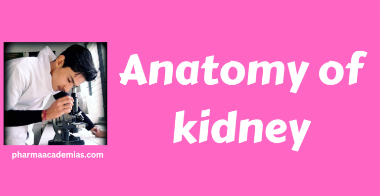 Anatomy of kidney