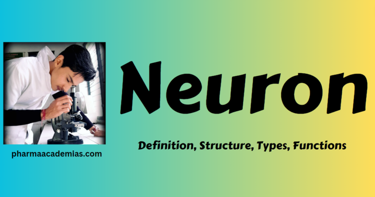 Neurone- Definition, Structure, Types, Functions