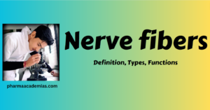 Read more about the article Nerve fibers- Definition, Classification