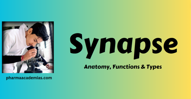 Synapse- Anatomy, Functions & Types