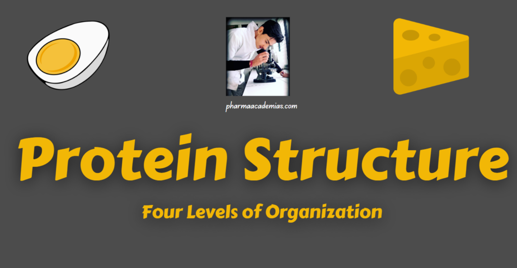 Screenshot 2023 12 22 150749 Protein Structure: Four Levels of Organization