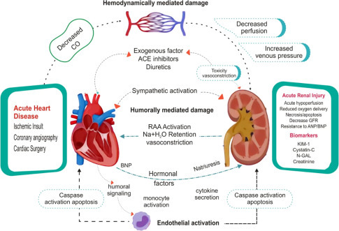 Drugs used in Congestive heart failure