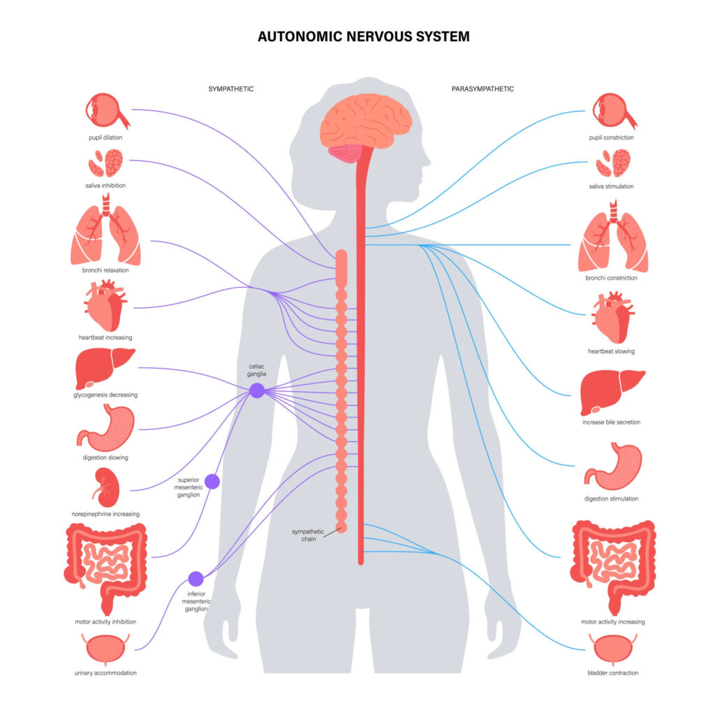 Autonomic Nervous System