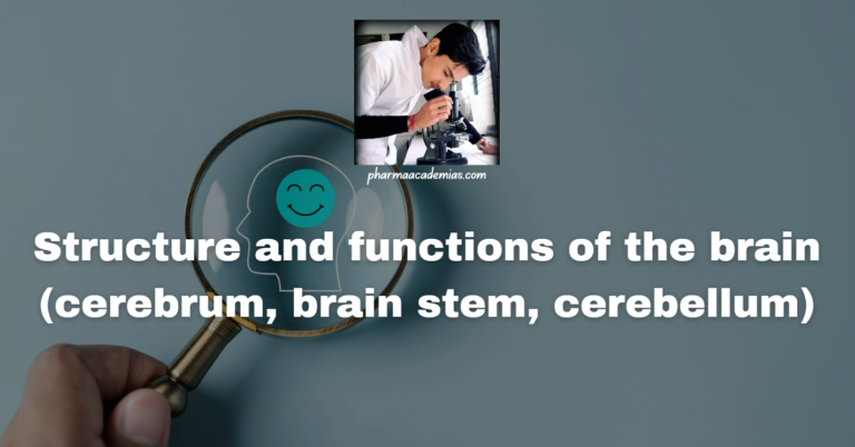 Structure and functions of the brain (cerebrum, brain stem, cerebellum)
